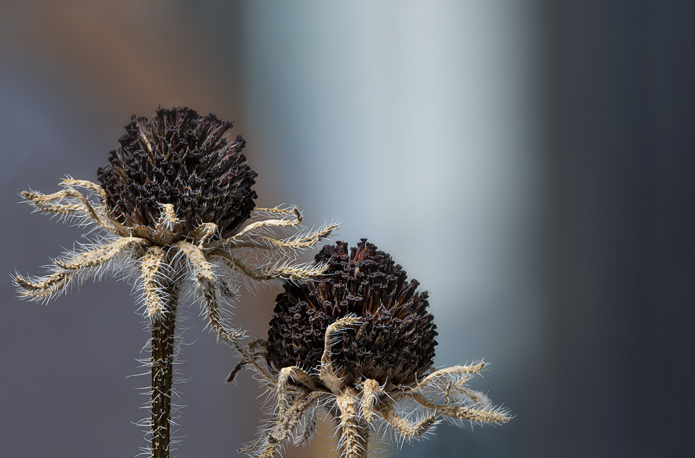 Platz 2 Daniela Korn